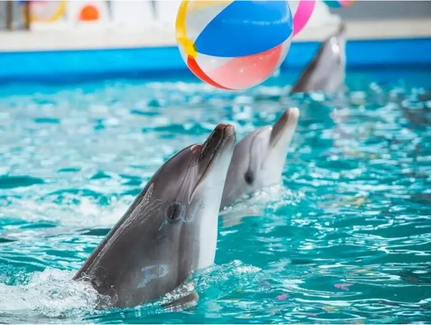 Шоу дельфинов 